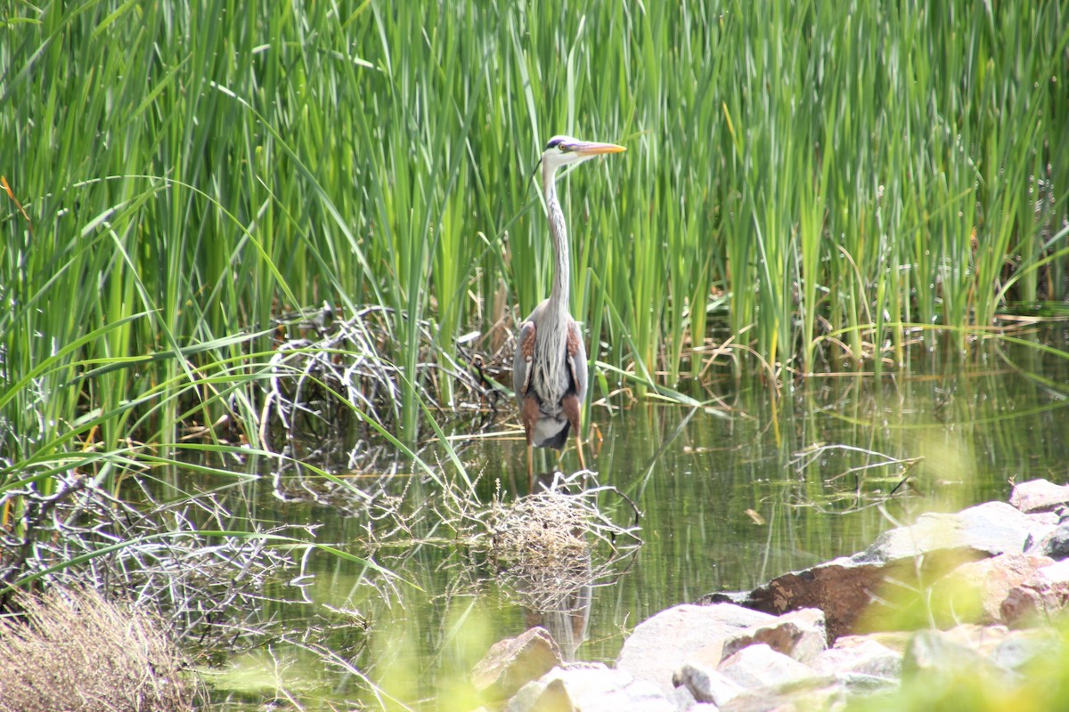 Great Blue Heron - ML647810221