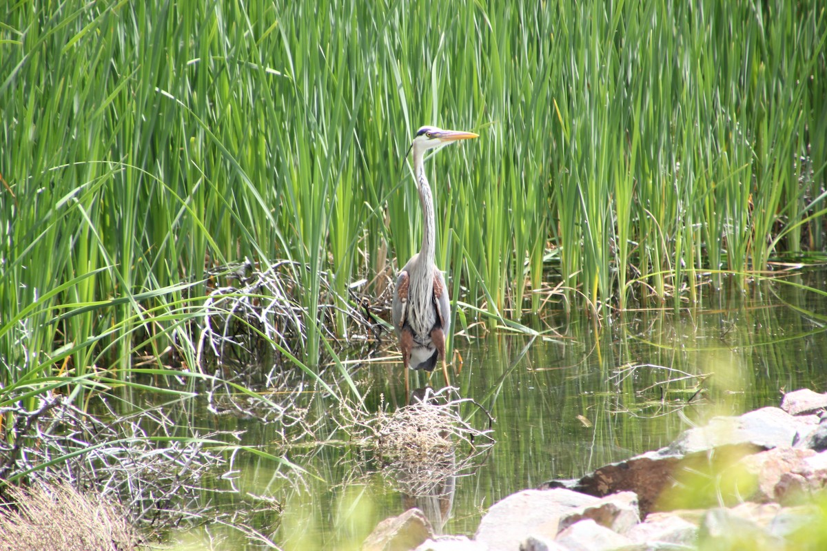 Great Blue Heron - ML647810222