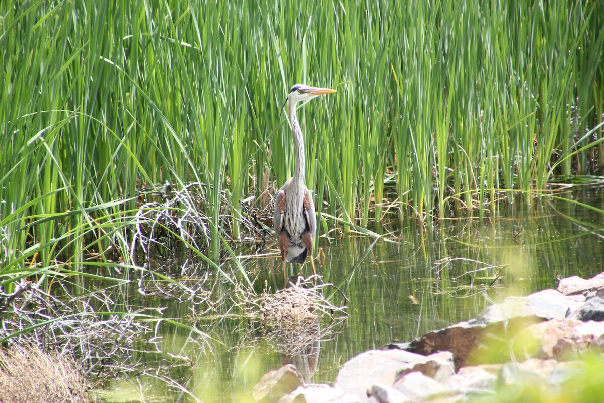Great Blue Heron - ML647810223