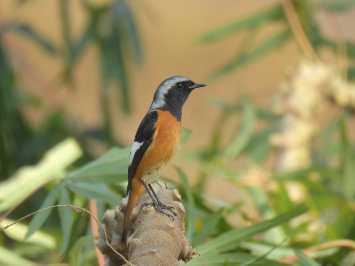חכלילית סיבירית - ML647810224