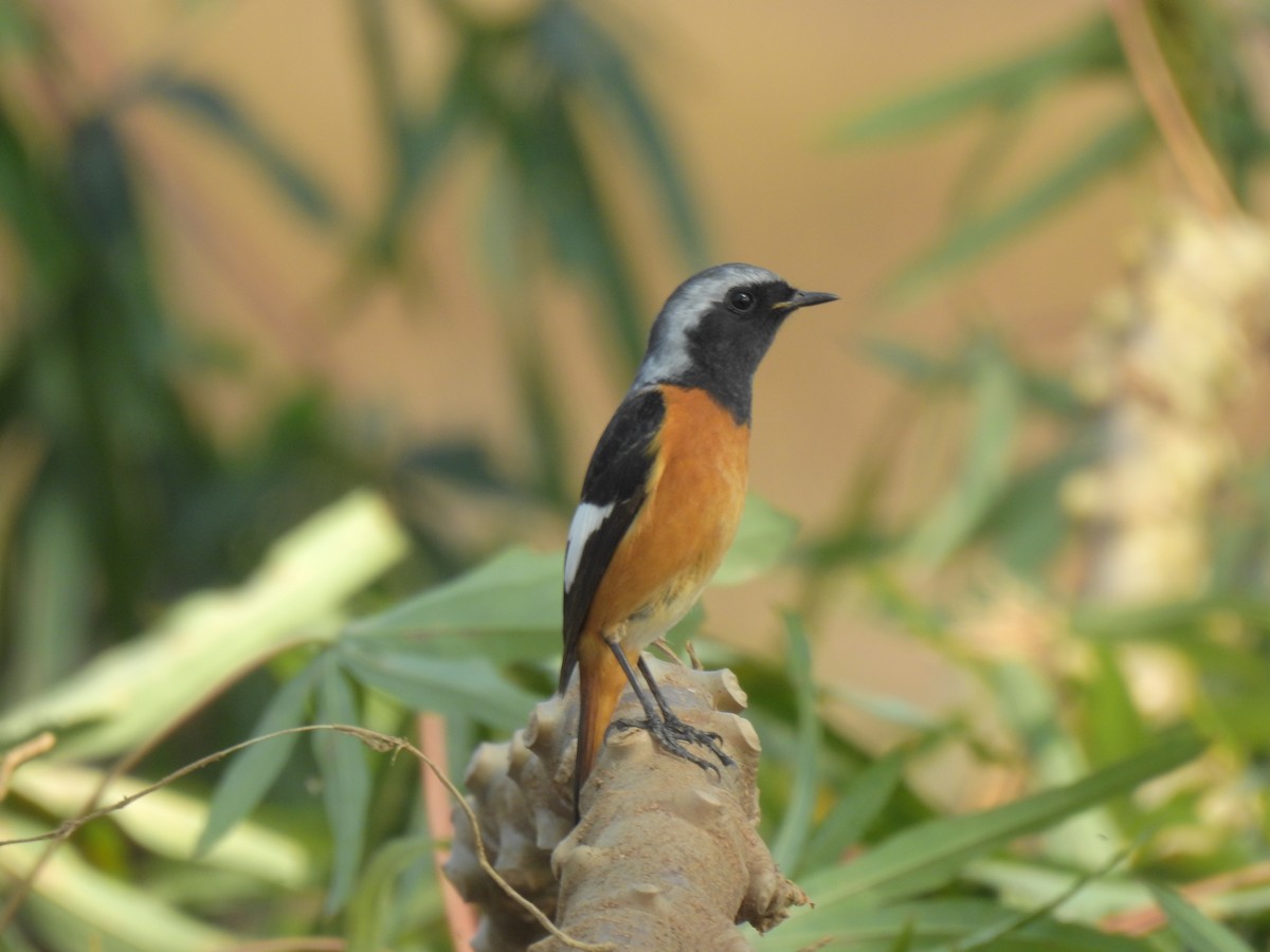 חכלילית סיבירית - ML647810225