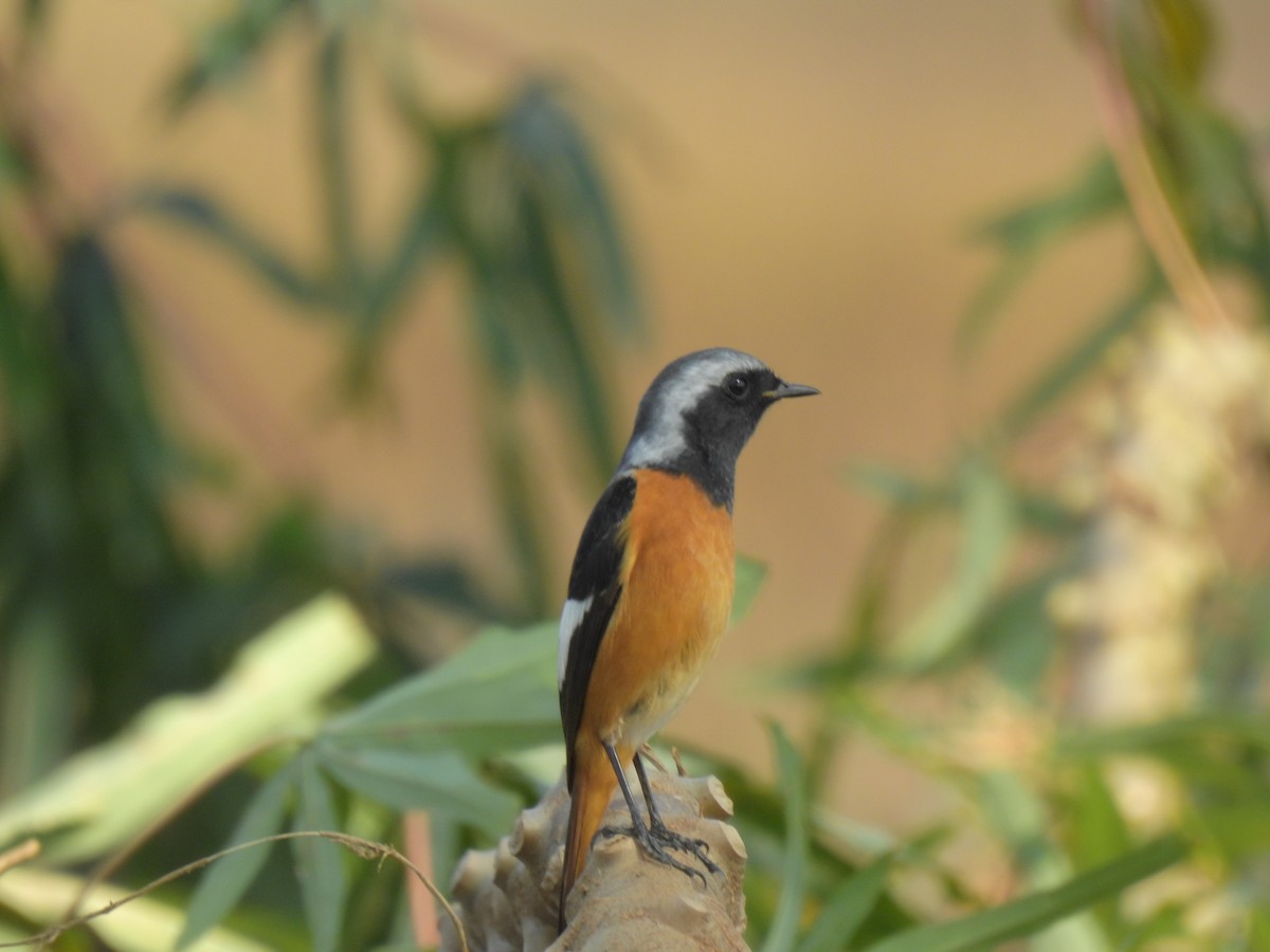 חכלילית סיבירית - ML647810226