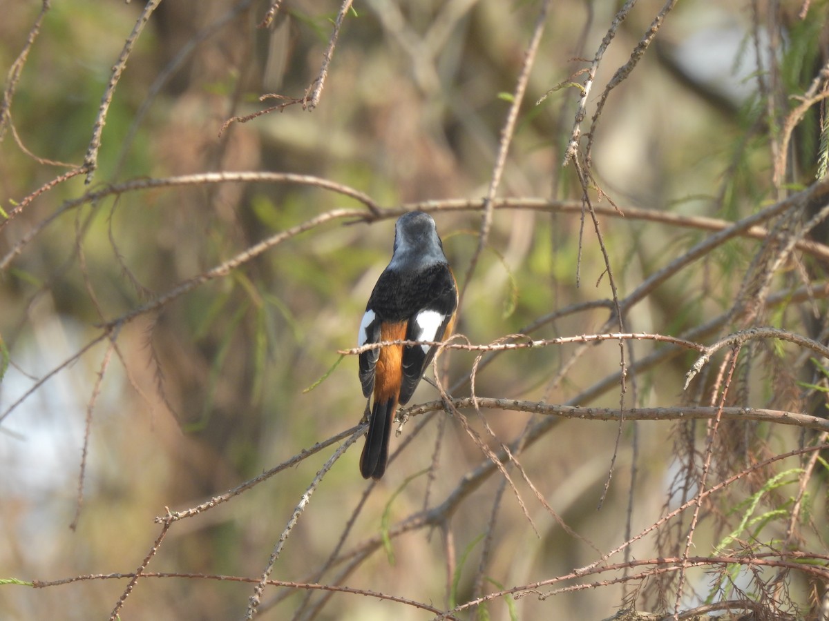 חכלילית סיבירית - ML647810229