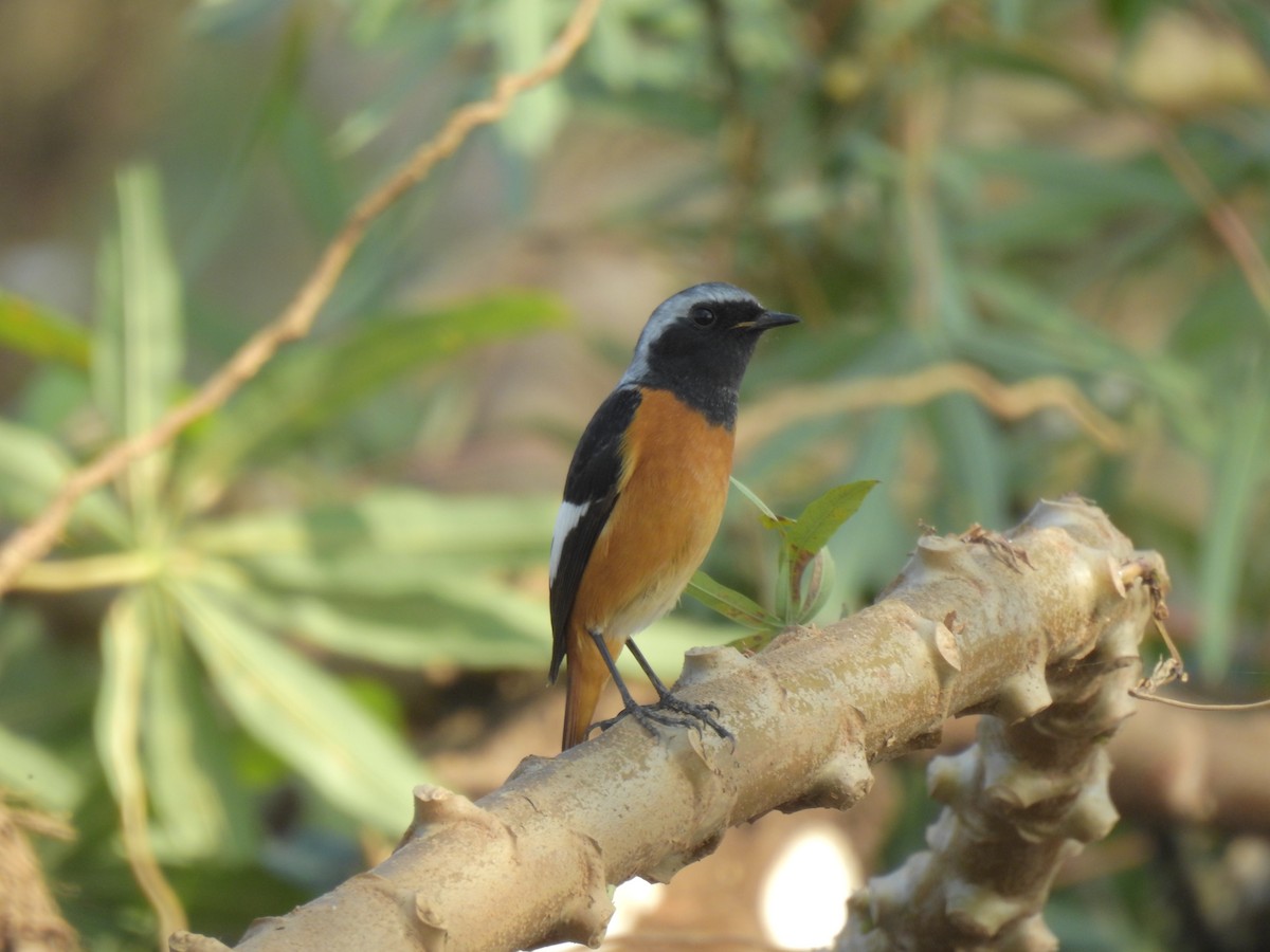 חכלילית סיבירית - ML647810230