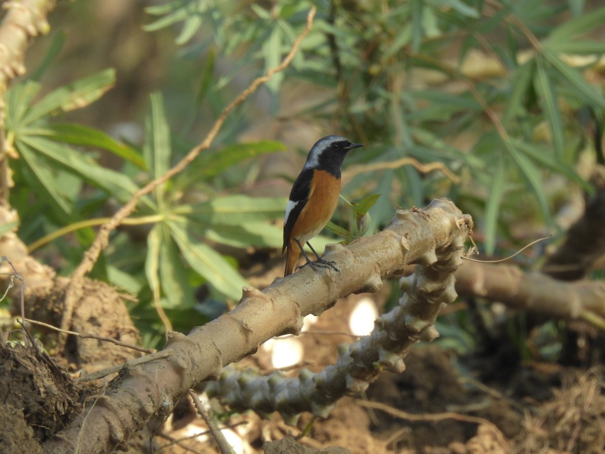 חכלילית סיבירית - ML647810231