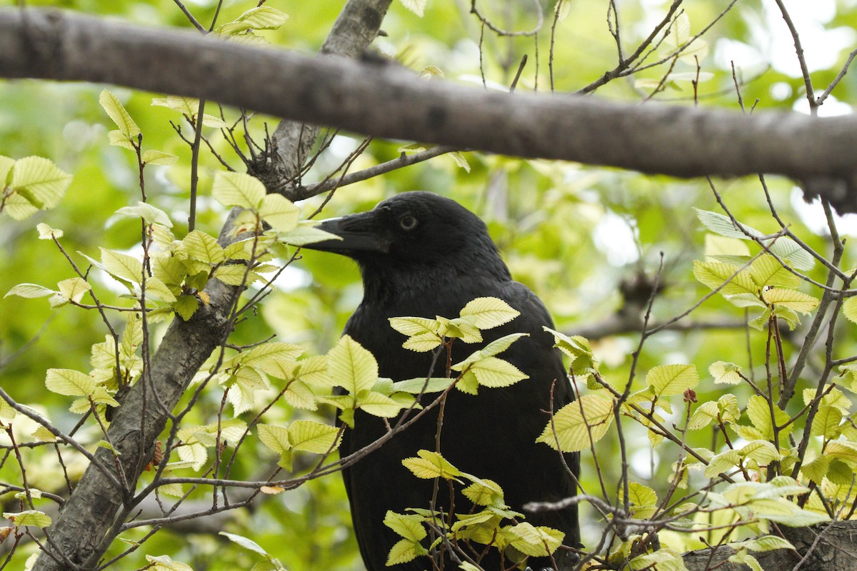 Little Raven - ML647810265