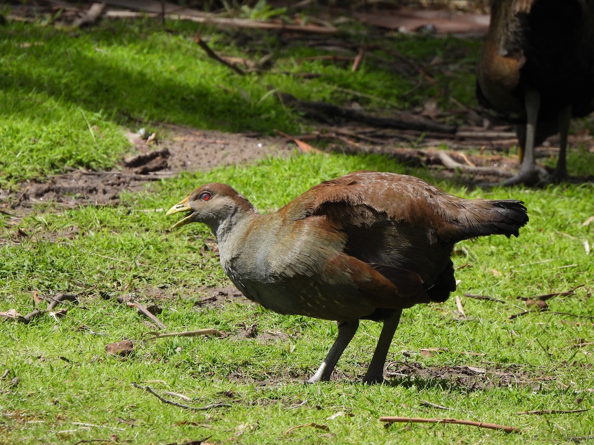 Tasmanian Nativehen - ML647810287