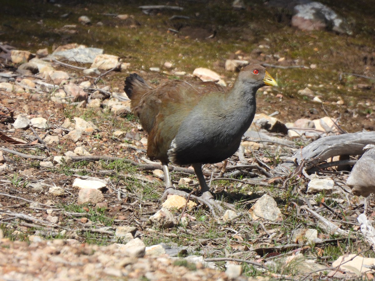 Tasmanian Nativehen - ML647810293