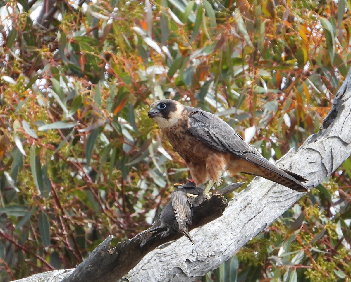 Petit Faucon - ML647810312