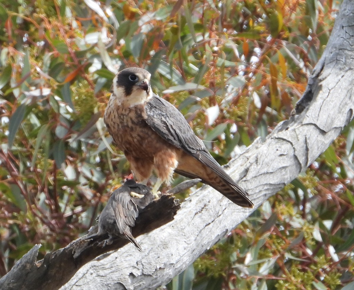 Petit Faucon - ML647810313