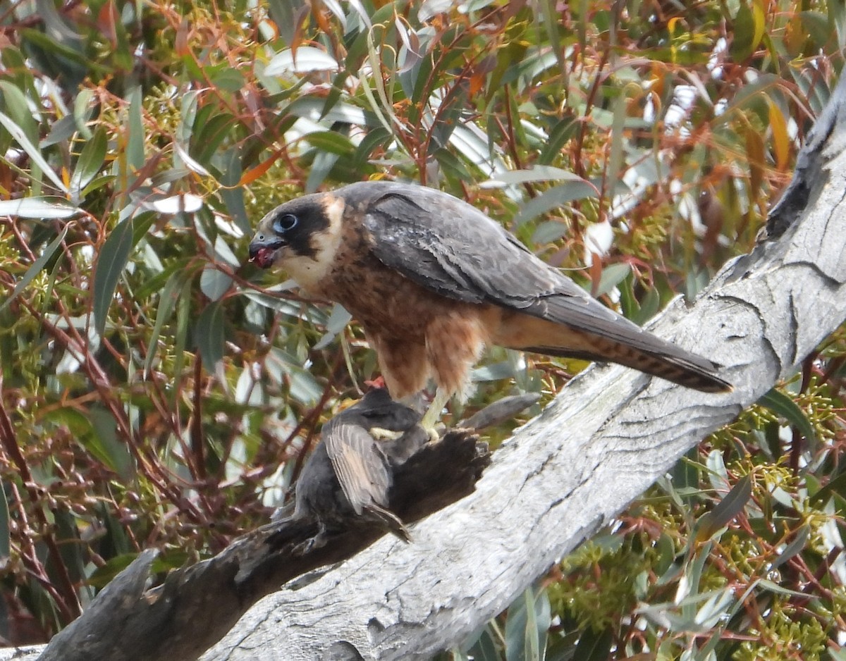 Petit Faucon - ML647810314