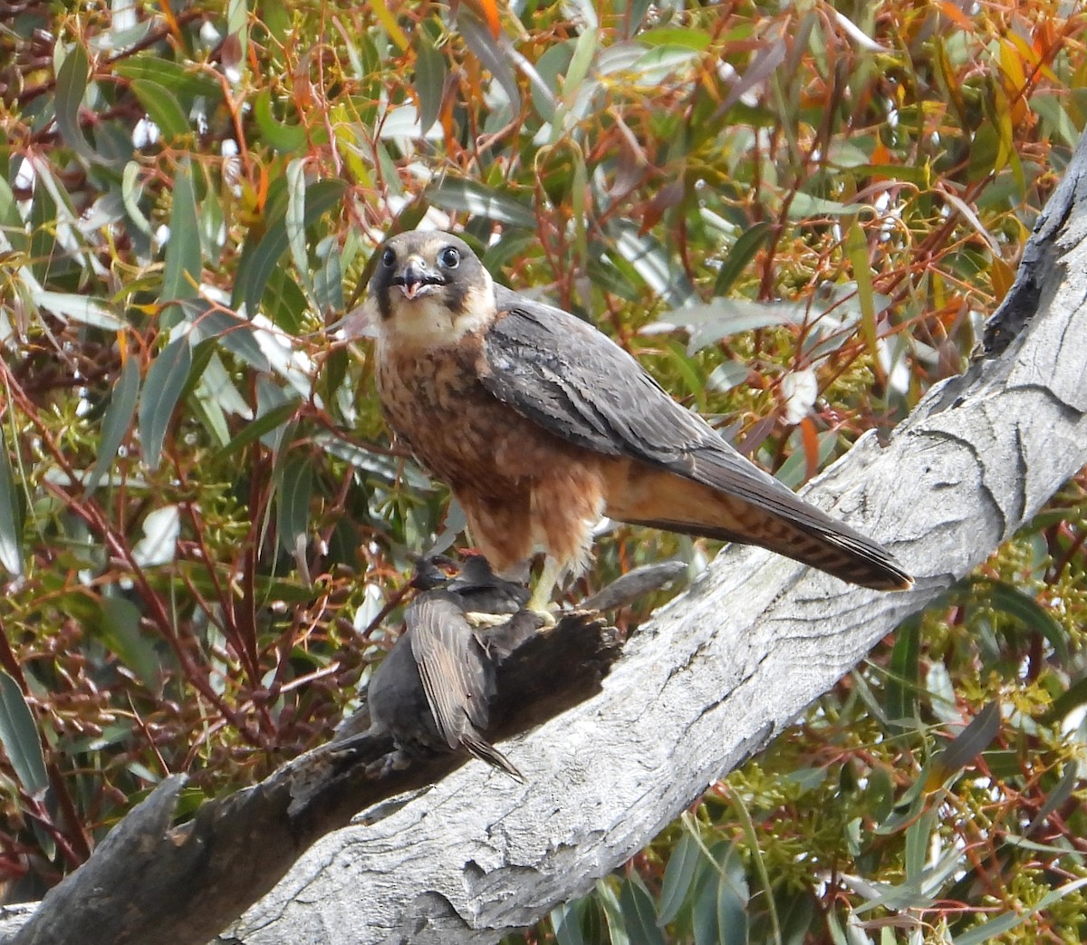 Petit Faucon - ML647810315