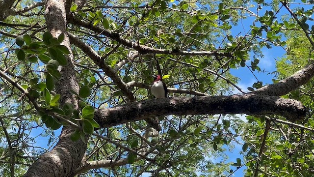 Violet-backed Starling - ML647810332