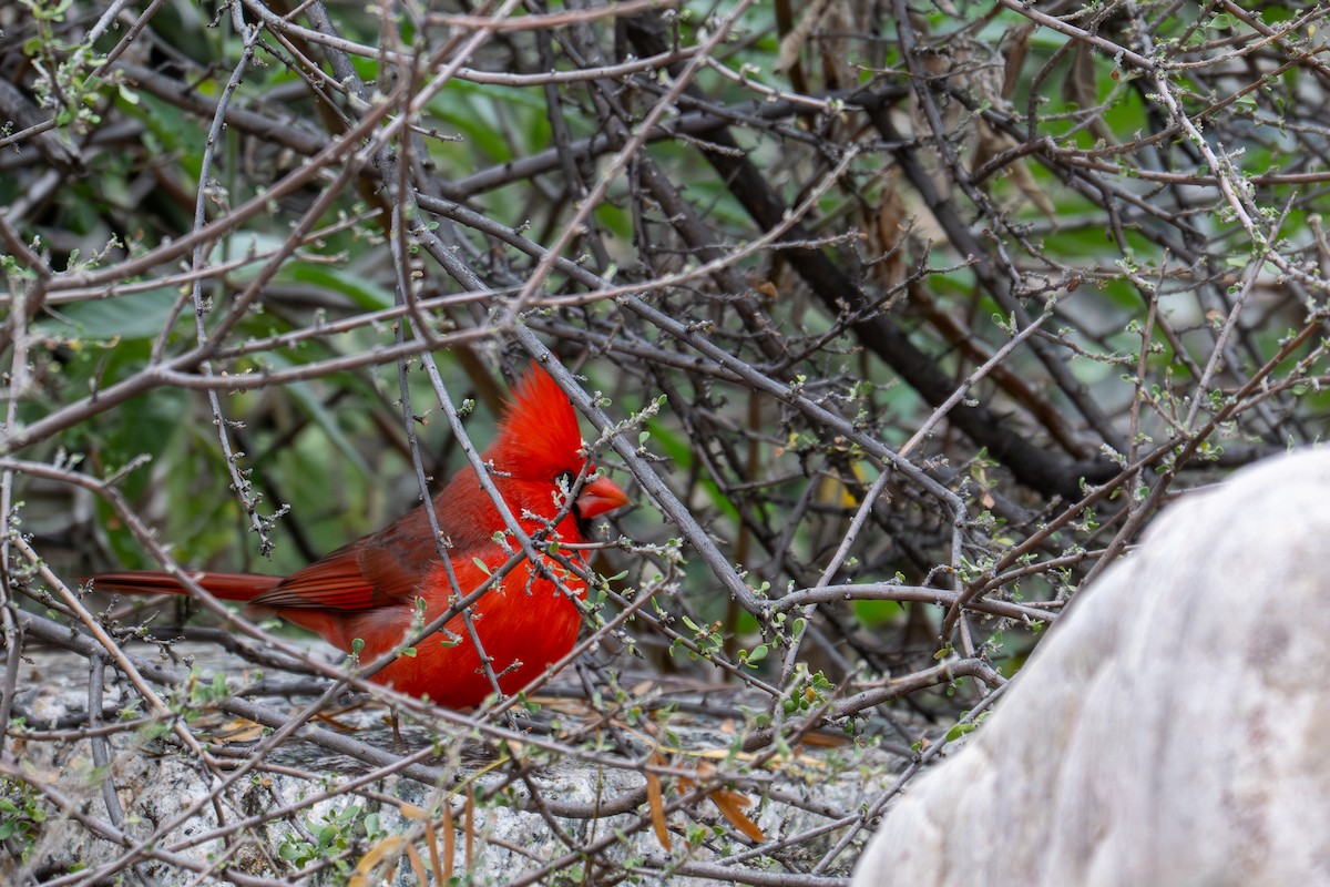 Northern Cardinal - ML647810335