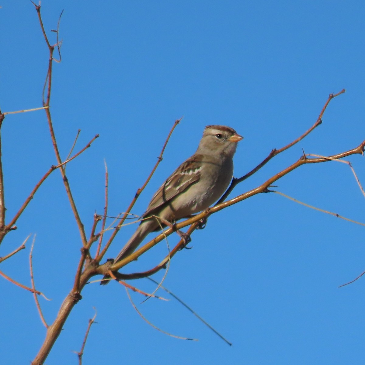 Porsuk Serçesi (gambelii) - ML647810338