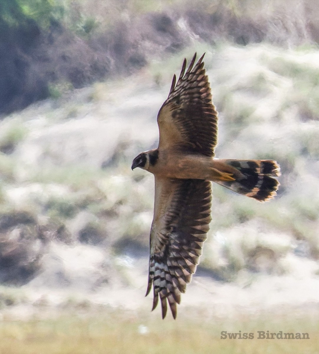 Aguilucho Papialbo - ML647810350