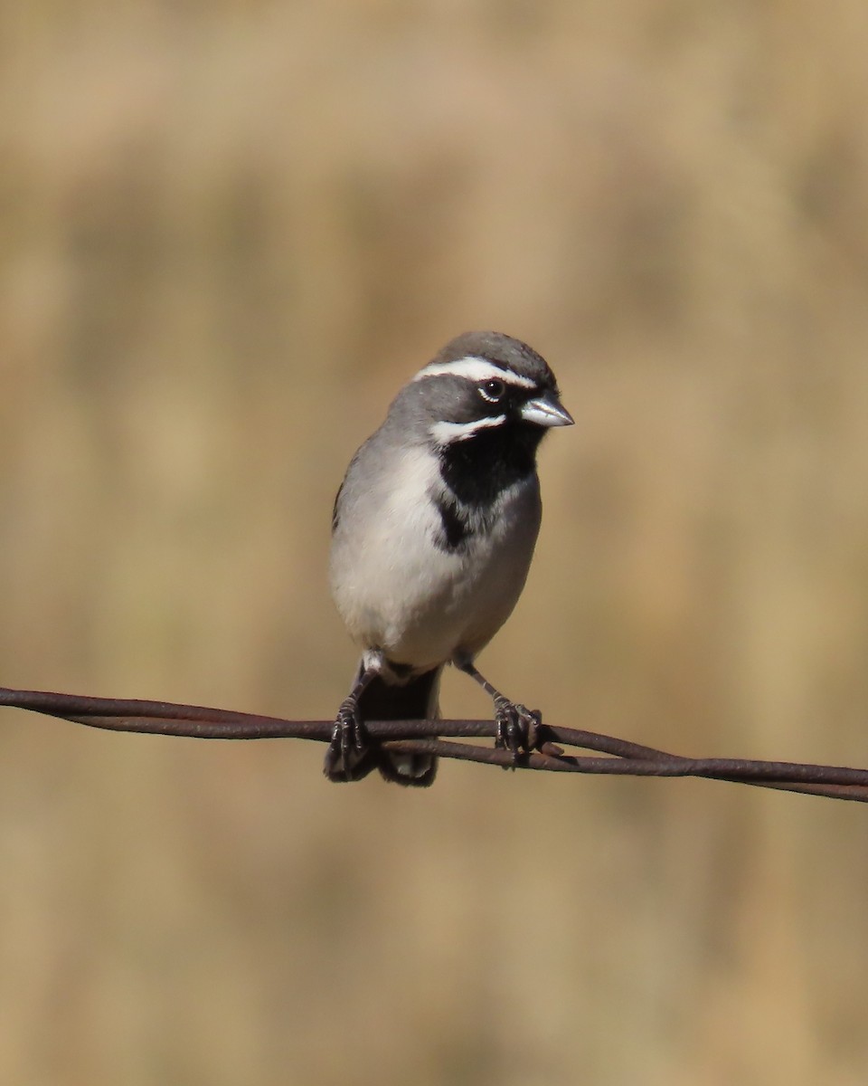 ノドグロヒメドリ - ML647810364