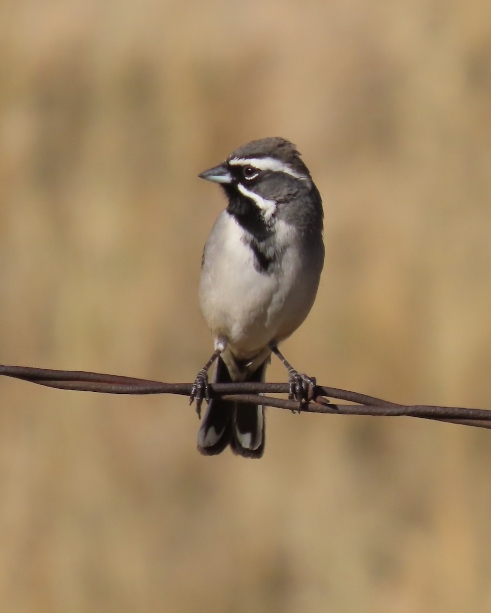 ノドグロヒメドリ - ML647810365