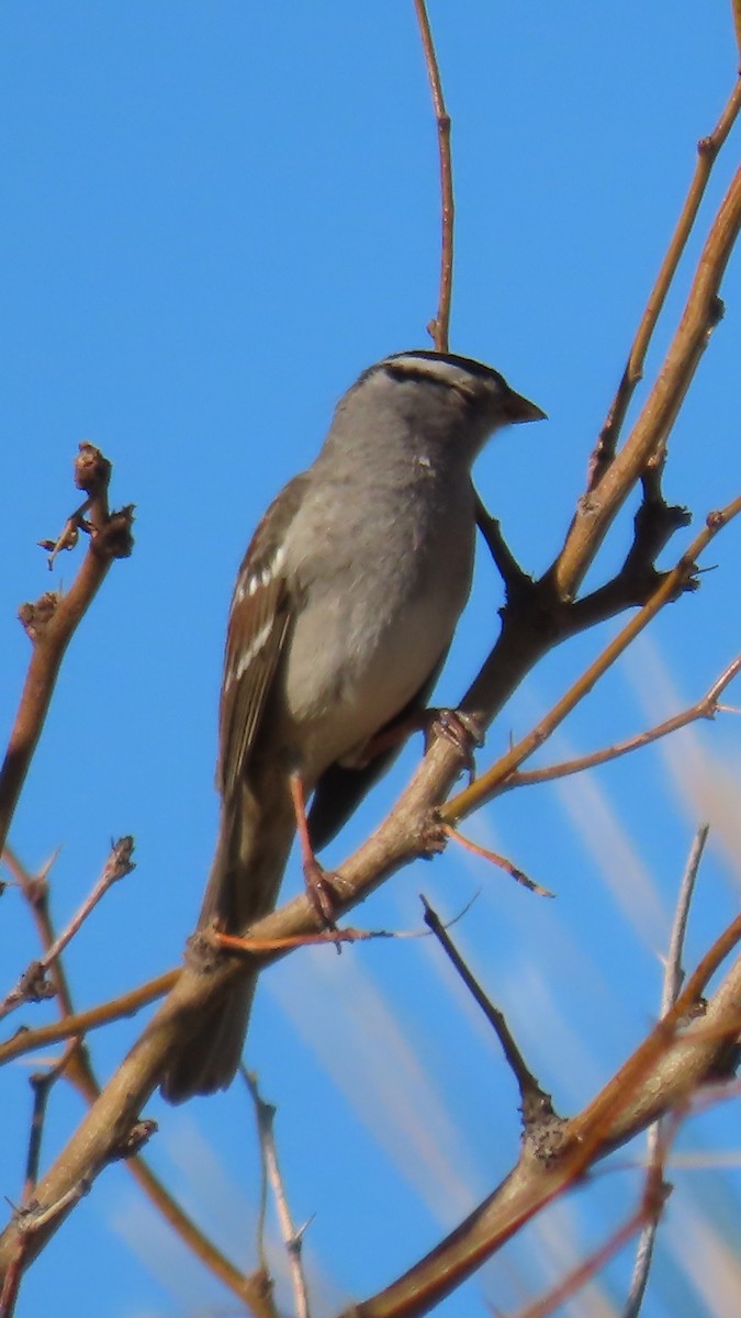 Porsuk Serçesi (gambelii) - ML647810369