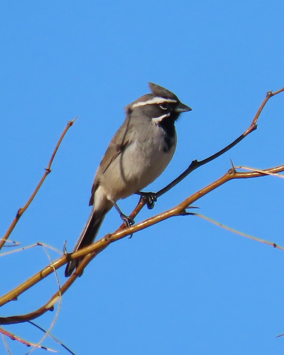 ノドグロヒメドリ - ML647810374