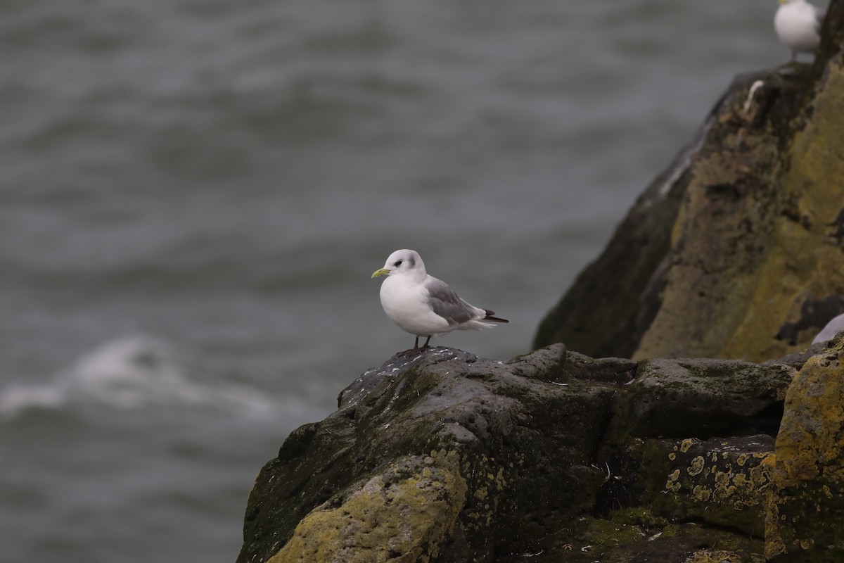 krykkje - ML647810409