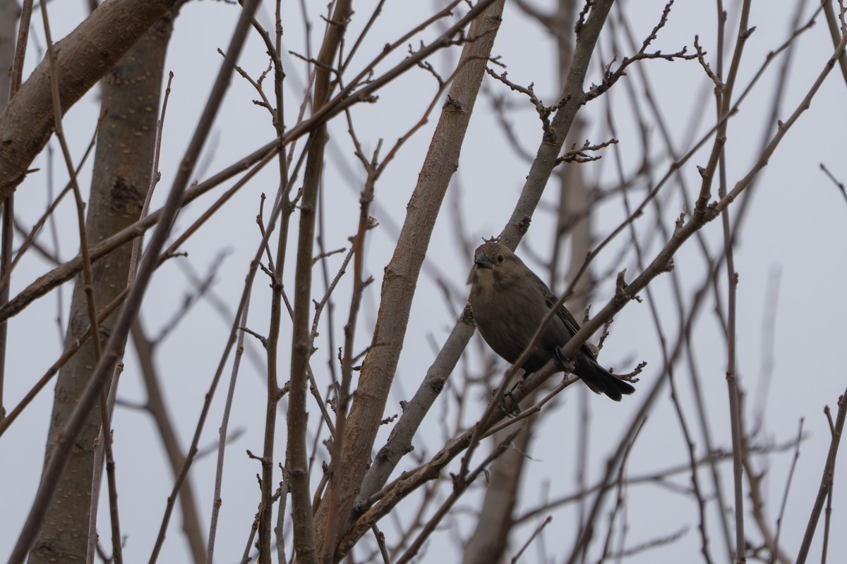 Коровий трупиал, буроголовый желтушник - ML647810420