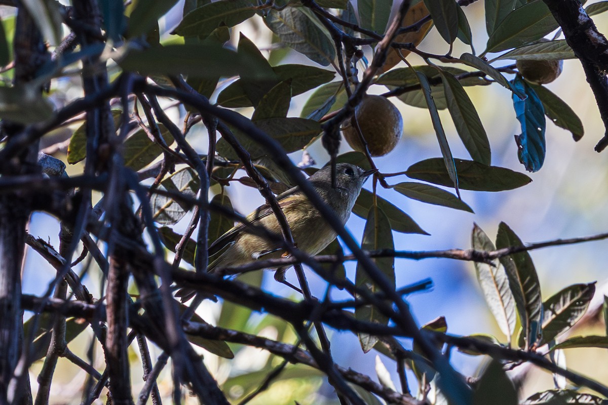 Ruby-crowned Kinglet - ML647810430