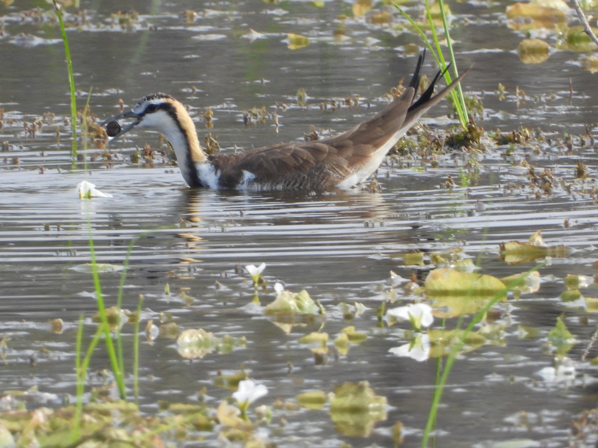 fasanbladhøne - ML647810473