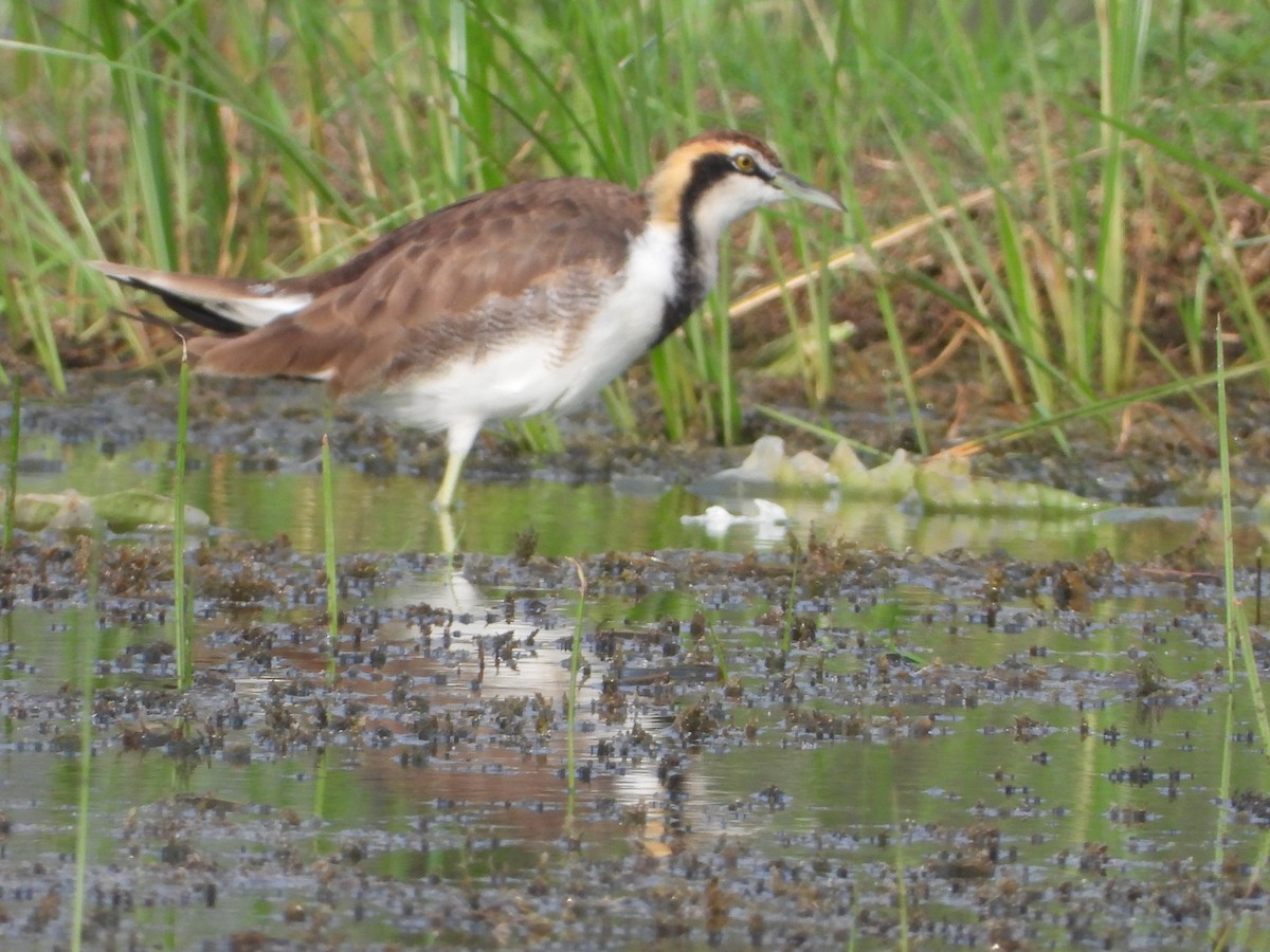 fasanbladhøne - ML647810474