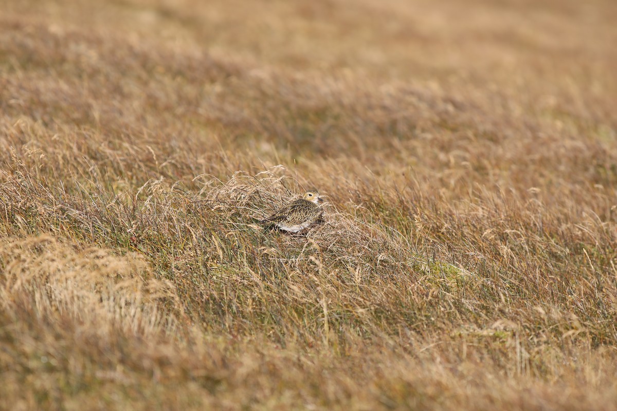 European Golden-Plover - ML647810475
