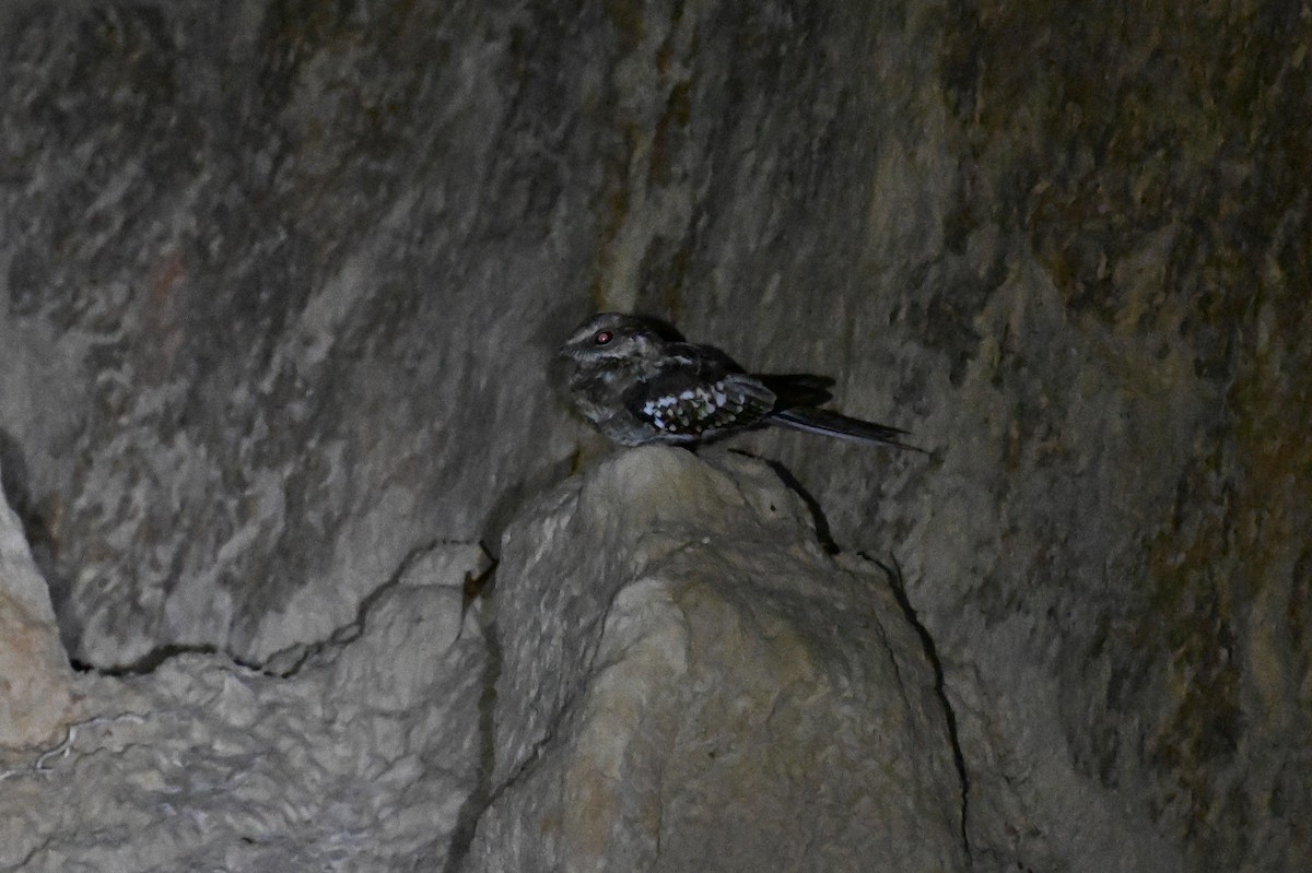 Ladder-tailed Nightjar - ML647810487