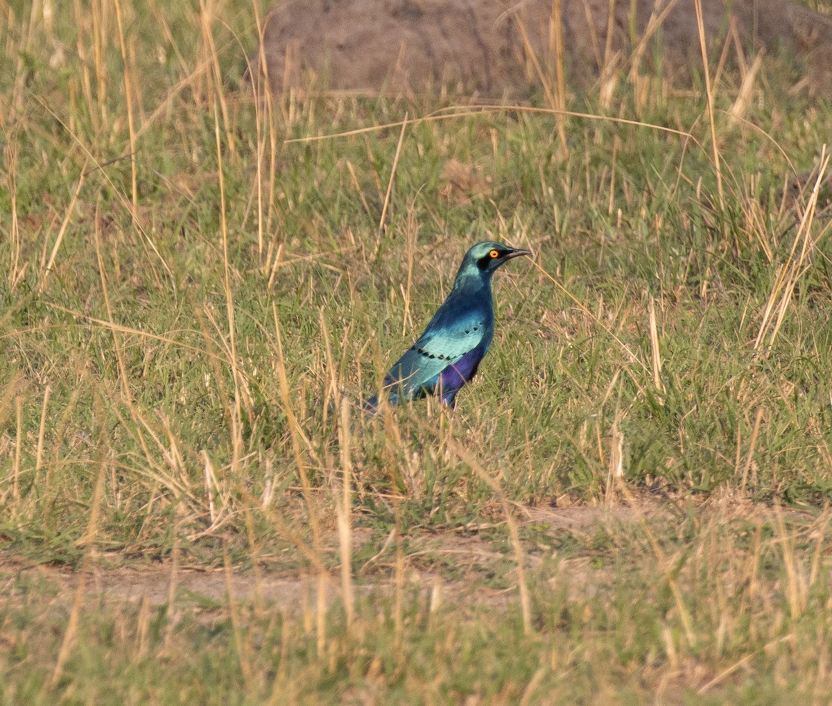 Greater Blue-eared Starling - ML647810507