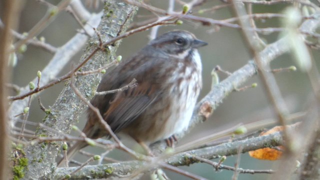 Song Sparrow - ML647810510