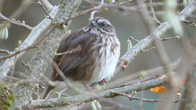 Song Sparrow - ML647810517