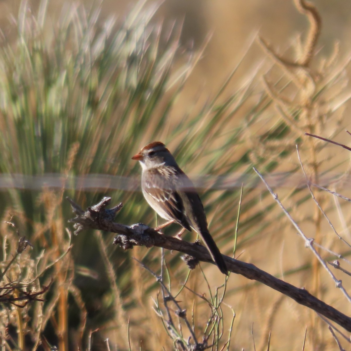 Porsuk Serçesi (gambelii) - ML647810520
