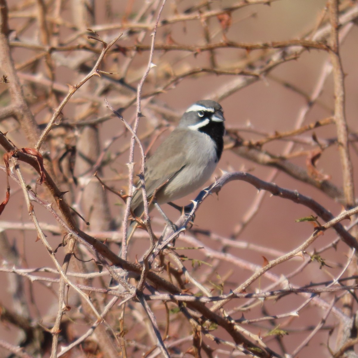 ノドグロヒメドリ - ML647810527