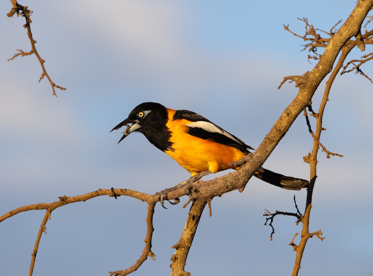 Venezuelan Troupial - ML647810531