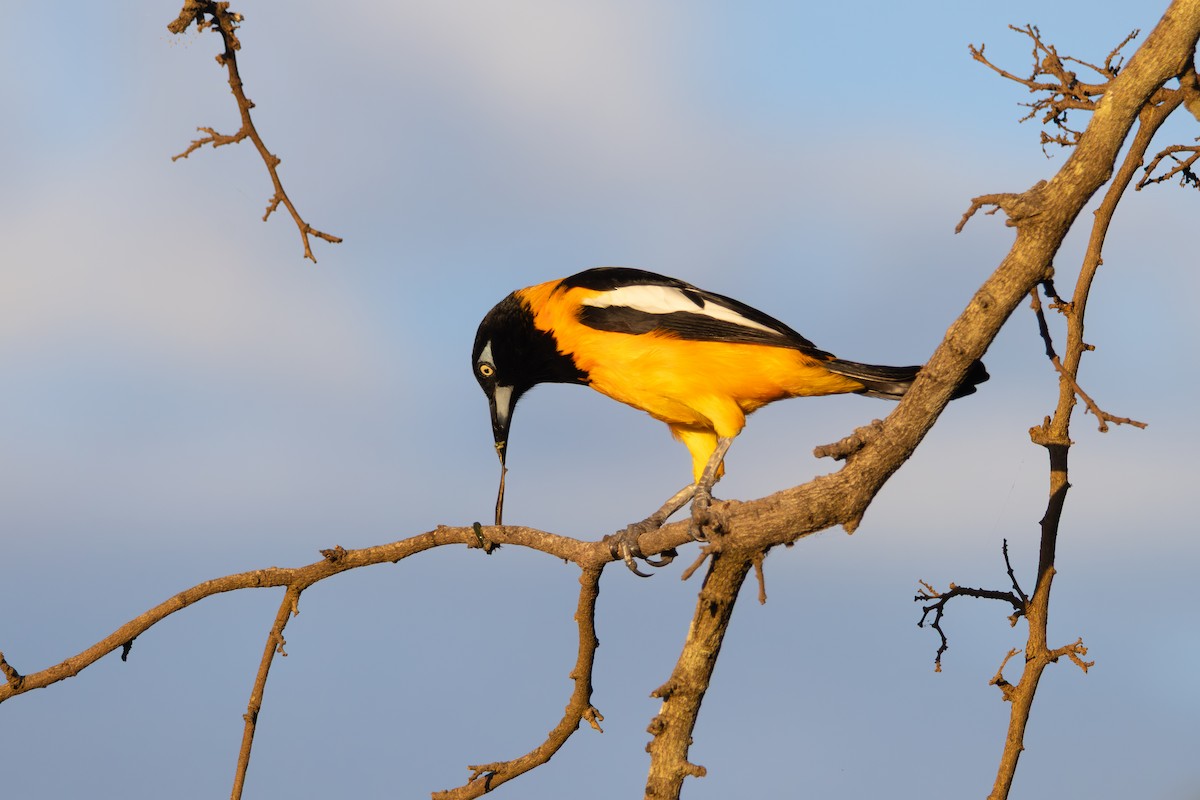Venezuelan Troupial - ML647810532