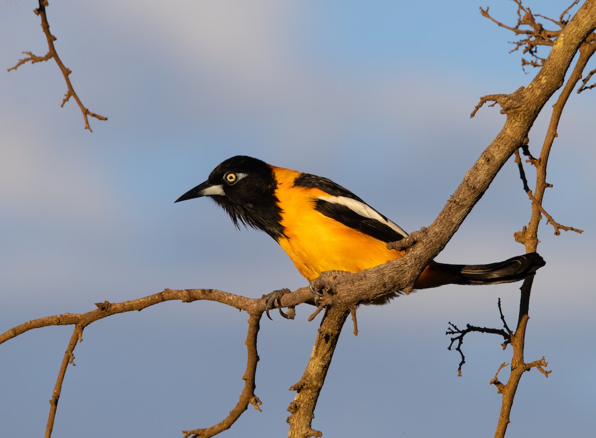 Venezuelan Troupial - ML647810533