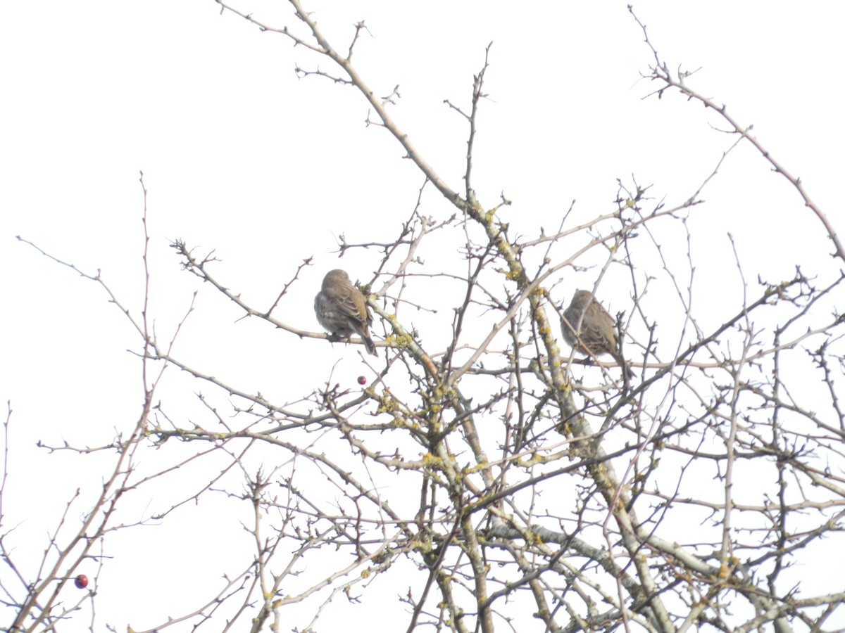 Чечевиця садова - ML647810539