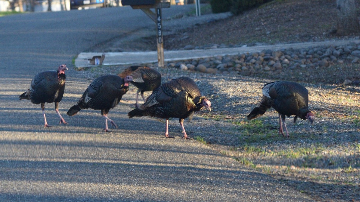 Wild Turkey - ML647810543