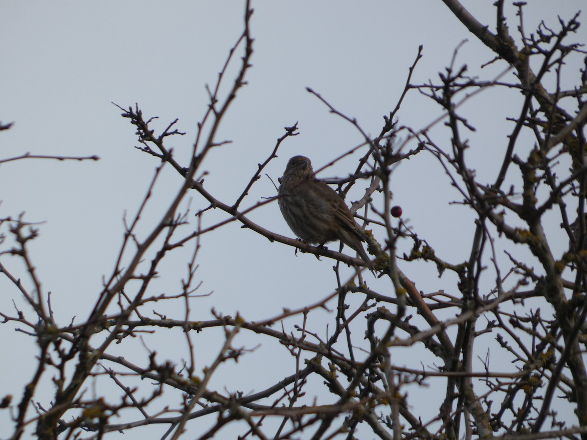 Чечевиця садова - ML647810545