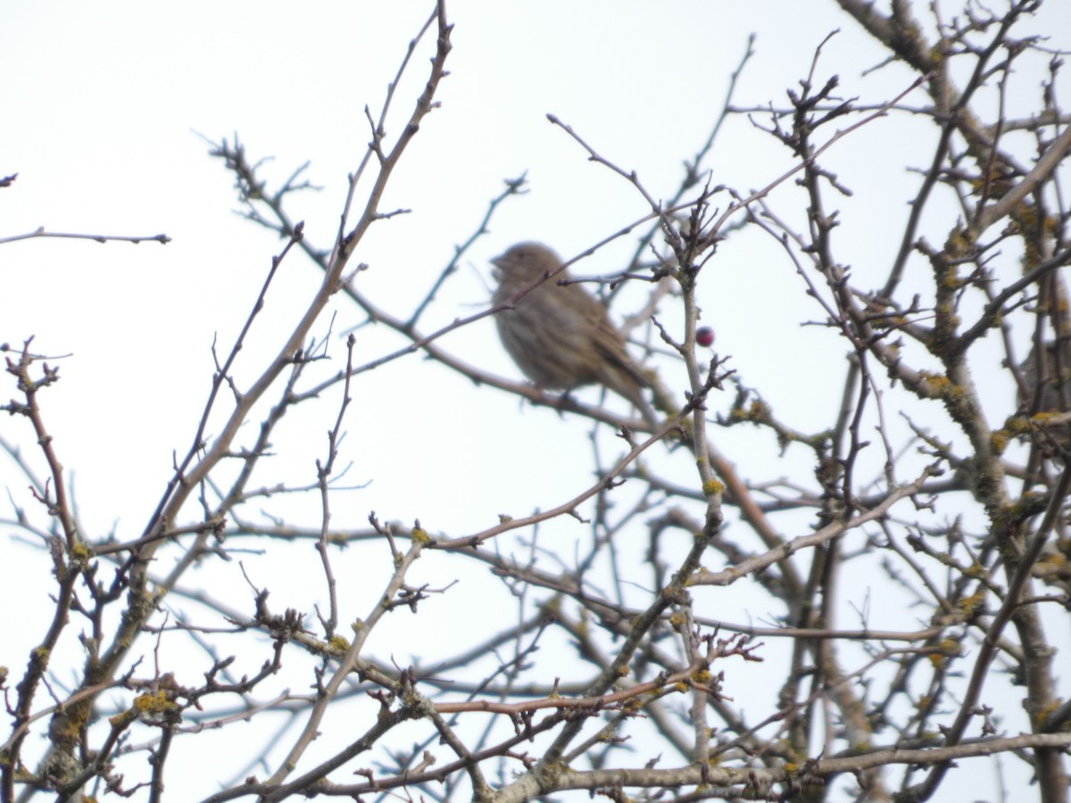 Чечевиця садова - ML647810547