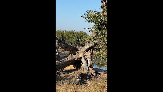 Helmeted Guineafowl - ML647810548