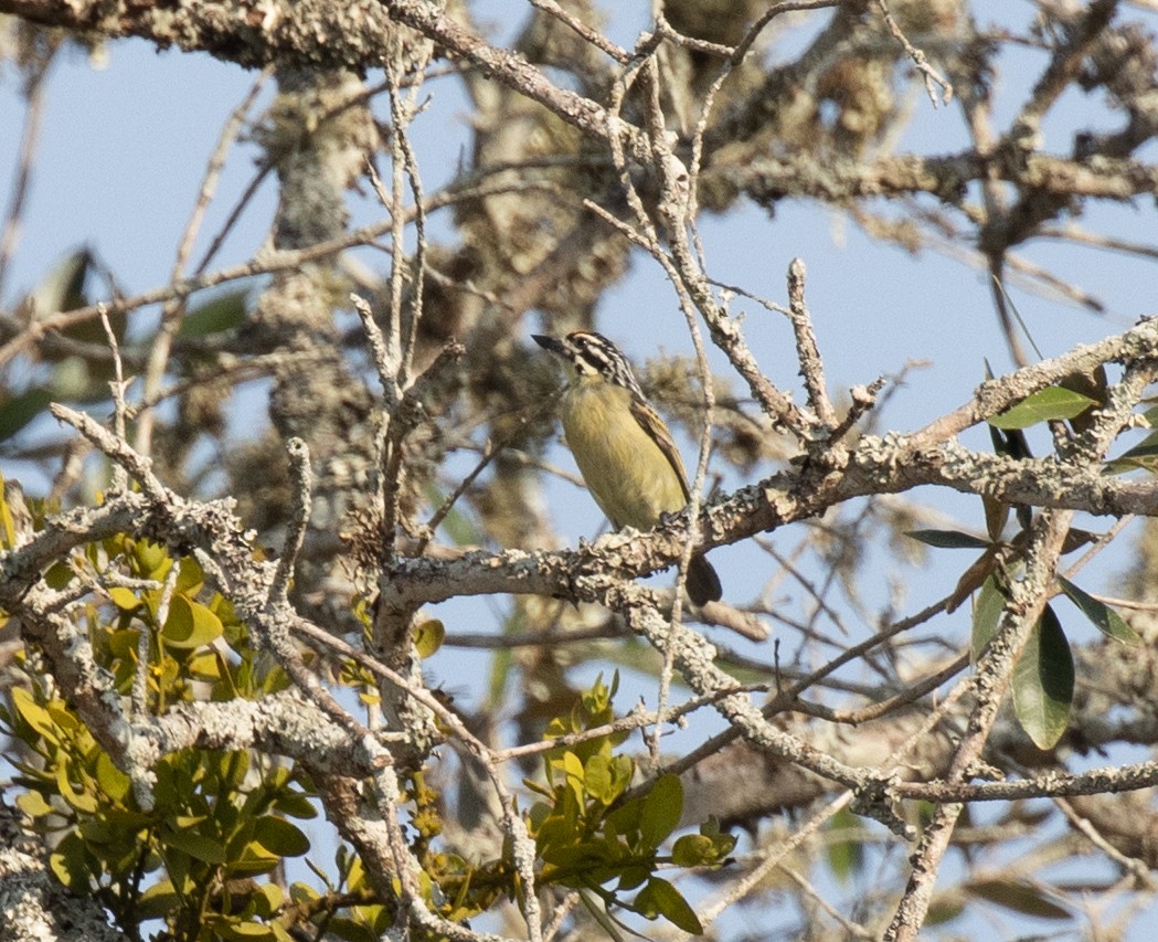 キビタイヒメゴシキドリ - ML647810549