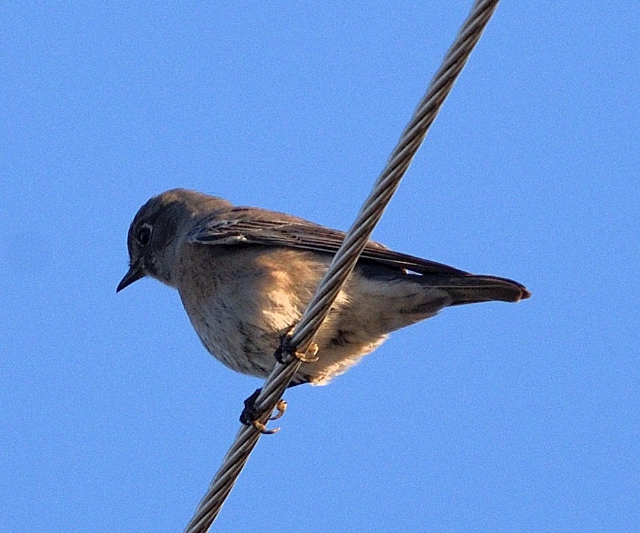 Чечевиця садова - ML647810552