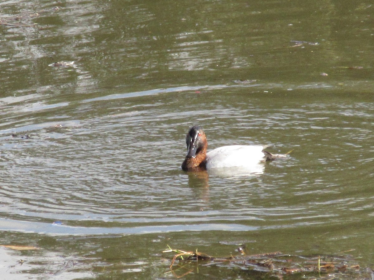 Murgilari bizkarzuria - ML647810583