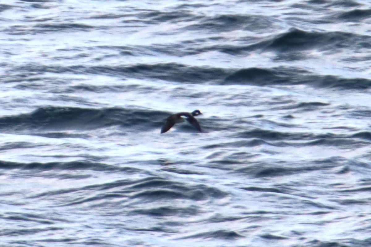 Гоголь-головастик - ML647810586