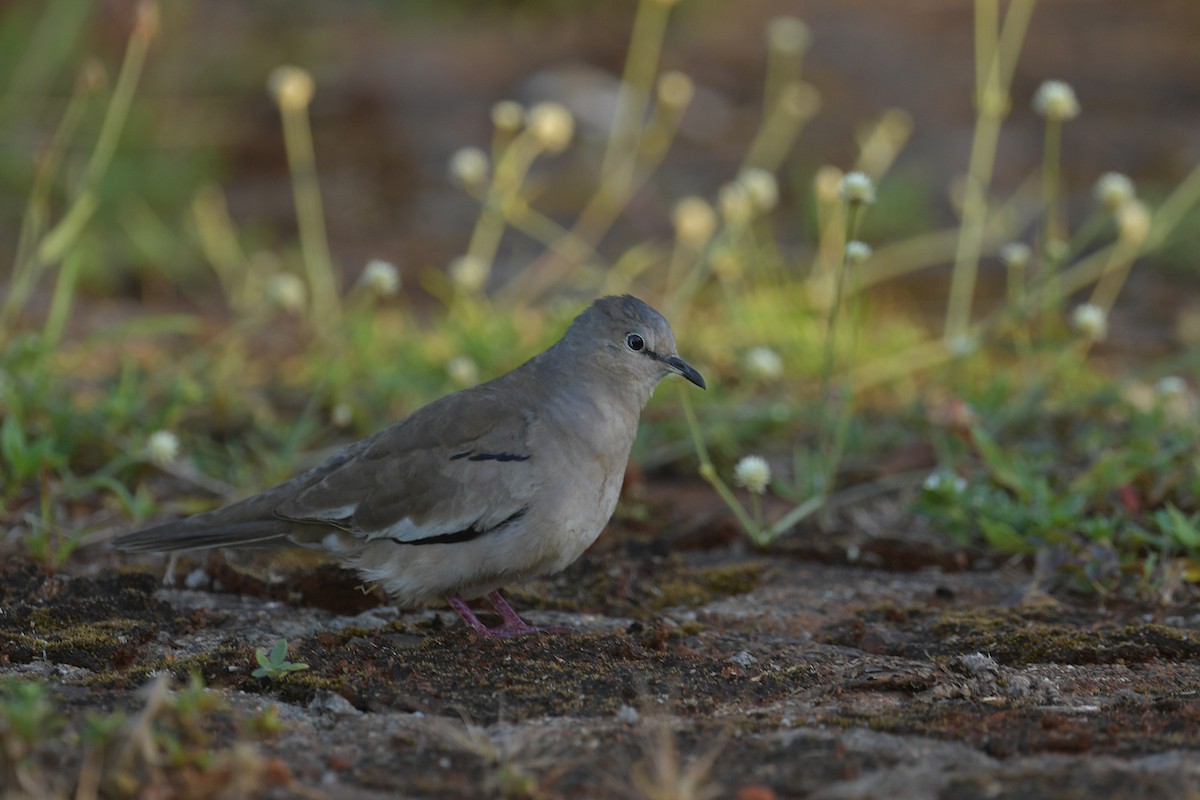 Picui Ground Dove - ML647810587