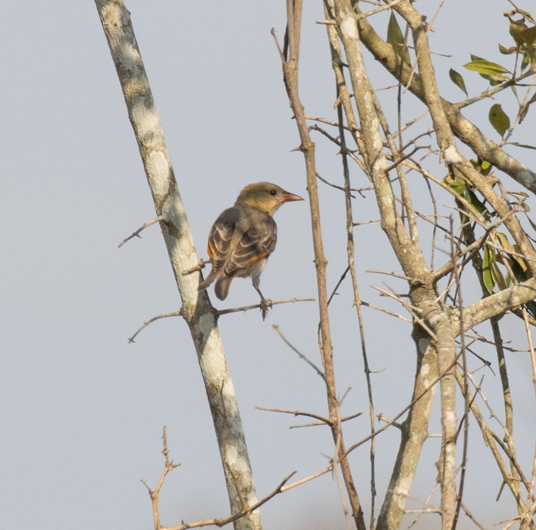 Красноголовый малимб (leuconotos) - ML647810595